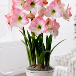 Jumbo Amaryllis Apple Blossom