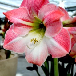 Jumbo Amaryllis Apple Blossom -Plant Bargain Shop Jumbo Amaryllis Apple Blossom 3