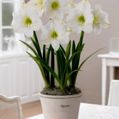 Jumbo Amaryllis Christmas Gift