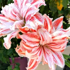 Plant Bargain Shop 13 Plant Bargain Shop -Plant Bargain Shop Jumbo Amaryllis Dancing Queen 1