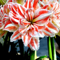 Jumbo Double Amaryllis Dancing Queen