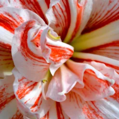 Jumbo Double Amaryllis Dancing Queen -Plant Bargain Shop Jumbo Amaryllis Dancing Queen 3