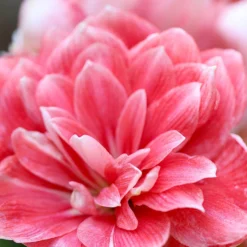 Jumbo Double Amaryllis Double Dream -Plant Bargain Shop Jumbo Amaryllis Double Dream 1