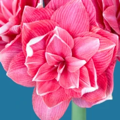 Jumbo Double Amaryllis Double Dream -Plant Bargain Shop Jumbo Amaryllis Double Dream 2