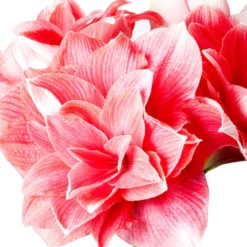 Jumbo Double Amaryllis Double Dream -Plant Bargain Shop Jumbo Amaryllis Double Dream 3