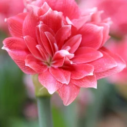 Jumbo Double Amaryllis Double Dream