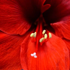 Jumbo Amaryllis Ferrari -Plant Bargain Shop Jumbo Amaryllis Ferrari 2