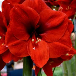 Jumbo Amaryllis Ferrari -Plant Bargain Shop Jumbo Amaryllis Ferrari 3