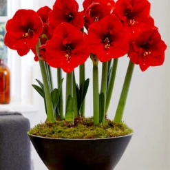 Jumbo Amaryllis Ferrari