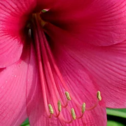 Jumbo Amaryllis Lagoon -Plant Bargain Shop Jumbo Amaryllis Lagoon 1