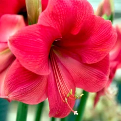 Jumbo Amaryllis Lagoon -Plant Bargain Shop Jumbo Amaryllis Lagoon 2