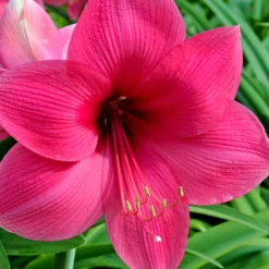 Plant Bargain Shop 3 Plant Bargain Shop -Plant Bargain Shop Jumbo Amaryllis Lagoon 4