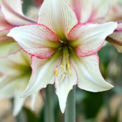 Jumbo Amaryllis Magic Green