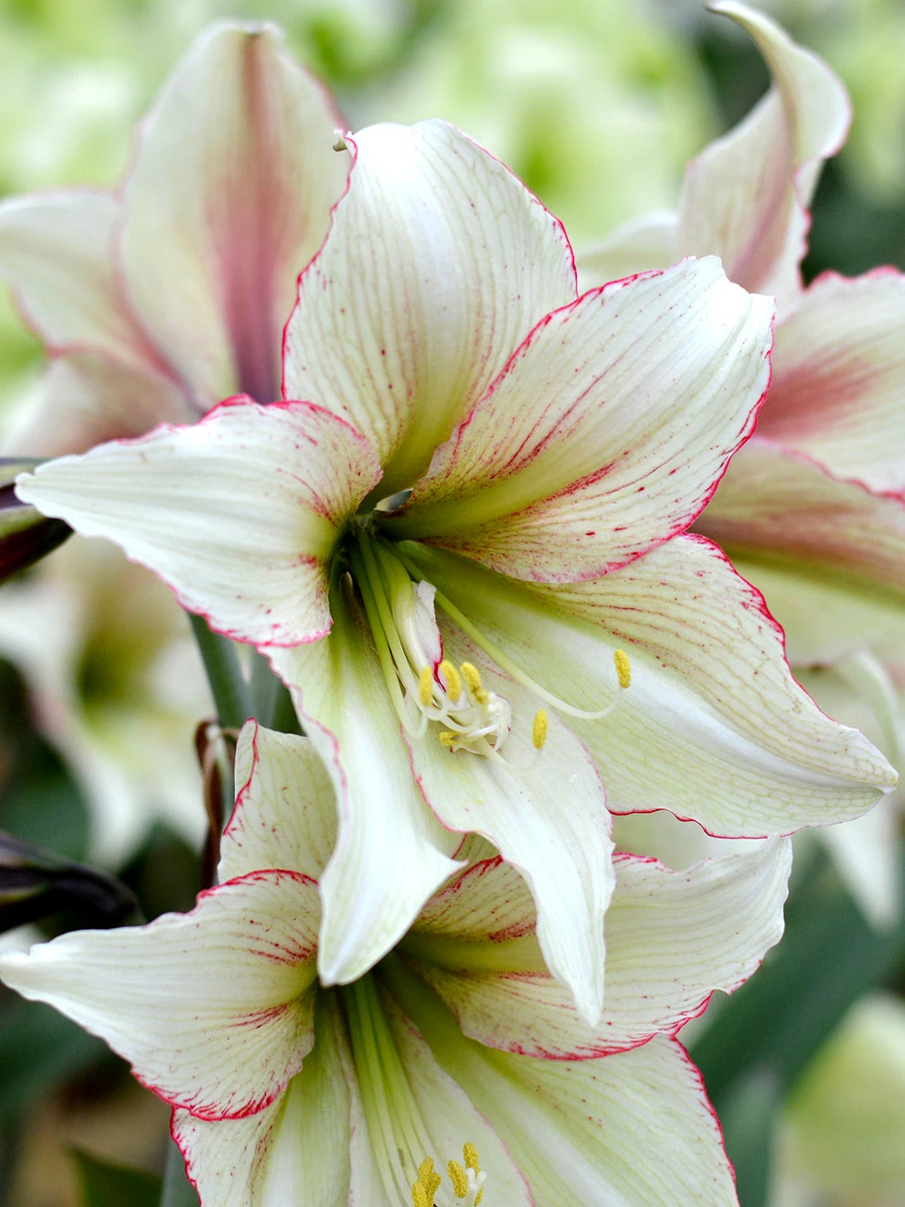 Jumbo Amaryllis Magic Green 2 Jumbo Amaryllis Magic Green - Image 2