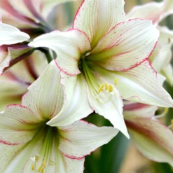 Jumbo Amaryllis Magic Green 5 Jumbo Amaryllis Magic Green -Plant Bargain Shop Jumbo Amaryllis Magic Green 4