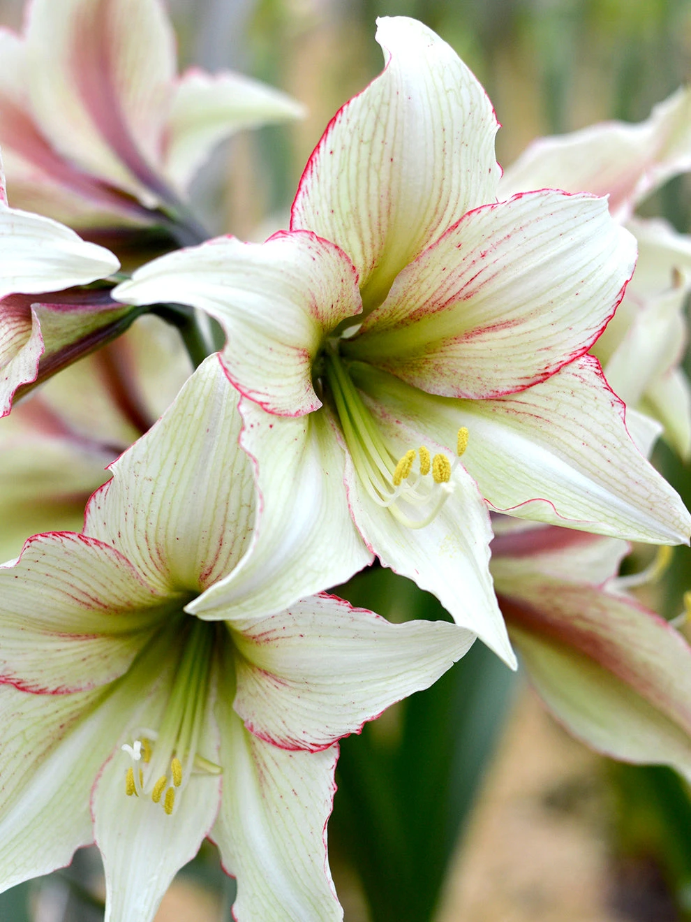 Jumbo Amaryllis Magic Green 3 Jumbo Amaryllis Magic Green - Image 3