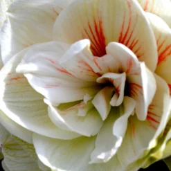 Jumbo Double Amaryllis Nymph 10 Jumbo Double Amaryllis Nymph -Plant Bargain Shop Jumbo Amaryllis Nymph 2