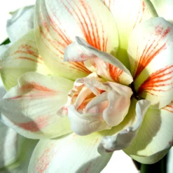 Jumbo Double Amaryllis Nymph 11 Jumbo Double Amaryllis Nymph -Plant Bargain Shop Jumbo Amaryllis Nymph 3