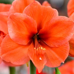 Plant Bargain Shop 7 Plant Bargain Shop -Plant Bargain Shop Jumbo Amaryllis Orange Desire 2