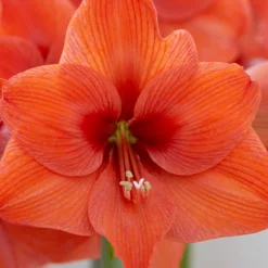 Jumbo Amaryllis Orange Desire -Plant Bargain Shop Jumbo Amaryllis Orange Desire 3