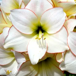 Plant Bargain Shop 5 Plant Bargain Shop -Plant Bargain Shop Jumbo Amaryllis Picotee 1