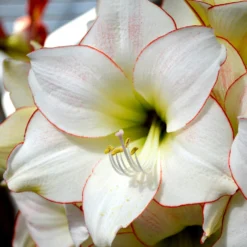 Jumbo Amaryllis Picotee -Plant Bargain Shop Jumbo Amaryllis Picotee 2