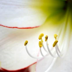 Jumbo Amaryllis Picotee -Plant Bargain Shop Jumbo Amaryllis Picotee 3