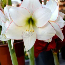 Jumbo Amaryllis Picotee -Plant Bargain Shop Jumbo Amaryllis Picotee 4