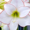 Jumbo Amaryllis Picotee