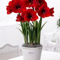 Jumbo Amaryllis Red Lion