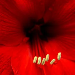 Jumbo Amaryllis Red Lion -Plant Bargain Shop Jumbo Amaryllis Red Lion 3