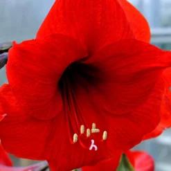 Jumbo Amaryllis Red Lion -Plant Bargain Shop Jumbo Amaryllis Red Lion 4