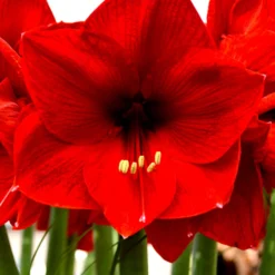 Jumbo Amaryllis Red Lion -Plant Bargain Shop Jumbo Amaryllis Red Lion 5