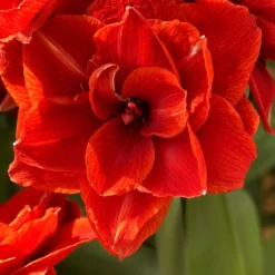 Jumbo Double Amaryllis Red Nymph -Plant Bargain Shop Jumbo Amaryllis Red Nymph 1