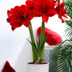 Jumbo Double Amaryllis Red Nymph