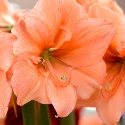 Plant Bargain Shop 9 Plant Bargain Shop -Plant Bargain Shop Jumbo Amaryllis Rilona 1