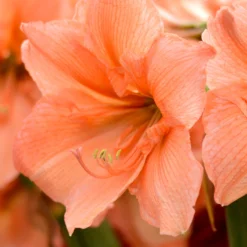 Jumbo Amaryllis Rilona -Plant Bargain Shop Jumbo Amaryllis Rilona 2