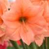 Jumbo Amaryllis Rilona