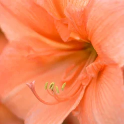 Jumbo Amaryllis Rilona -Plant Bargain Shop Jumbo Amaryllis Rilona 5
