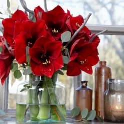 Jumbo Amaryllis Royal Velvet
