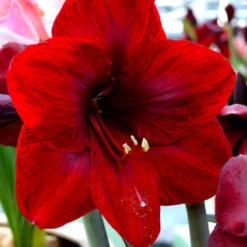 Plant Bargain Shop 15 Plant Bargain Shop -Plant Bargain Shop Jumbo Amaryllis Royal Velvet 2