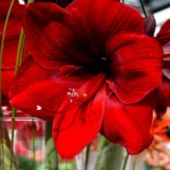 Jumbo Amaryllis Royal Velvet -Plant Bargain Shop Jumbo Amaryllis Royal Velvet 3
