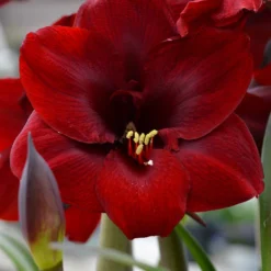 Jumbo Amaryllis Royal Velvet -Plant Bargain Shop Jumbo Amaryllis Royal Velvet 4