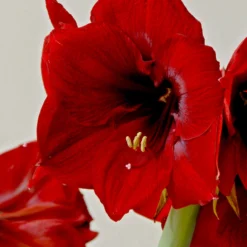 Jumbo Amaryllis Royal Velvet -Plant Bargain Shop Jumbo Amaryllis Royal Velvet 5