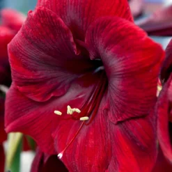 Jumbo Amaryllis Royal Velvet -Plant Bargain Shop Jumbo Amaryllis Royal Velvet 6