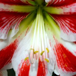 Plant Bargain Shop 11 Plant Bargain Shop -Plant Bargain Shop Jumbo Amaryllis Spartacus 1