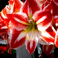 Jumbo Amaryllis Spartacus -Plant Bargain Shop Jumbo Amaryllis Spartacus 2