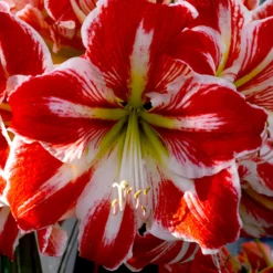 Jumbo Amaryllis Spartacus -Plant Bargain Shop Jumbo Amaryllis Spartacus 3