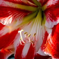 Jumbo Amaryllis Spartacus -Plant Bargain Shop Jumbo Amaryllis Spartacus 4