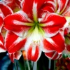 Jumbo Amaryllis Spartacus
